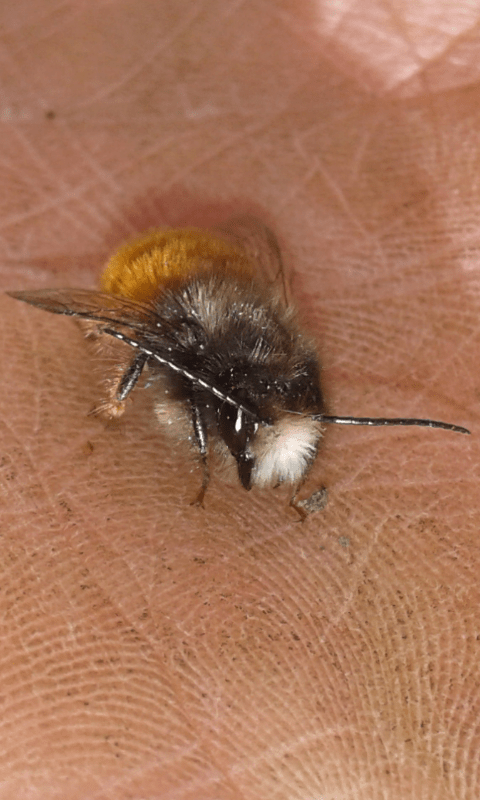 Apidae Megachilinae : maschio di Osmia cornuta